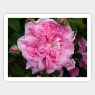 Pink Rose Photo - Vintage Sticker